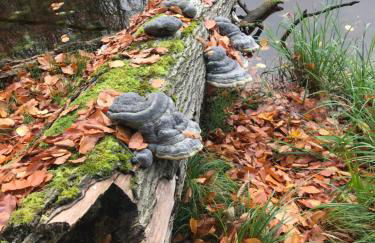 Ferienwohnung in Schmargendorf bei Angermünde - Foto 19