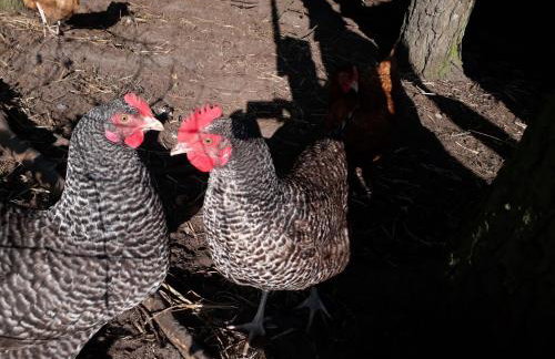 Neulandhof Spöring - Foto 14