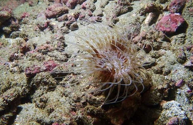 Ixtapa Zihuatanejo Beginner Scuba Diving Lesson - Photo 5