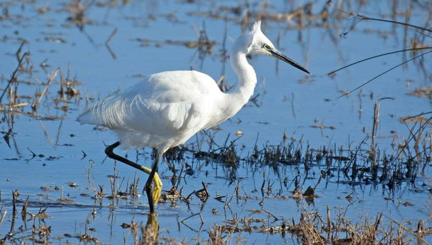 Visite en 4x4 et balade en bateau au Delta de l'Èbre + Dégustation de vins et de moules - Photo 4