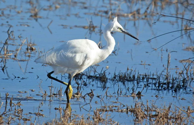 Visite en 4x4 et balade en bateau au Delta de l'Èbre + Dégustation de vins et de moules - Photo 4