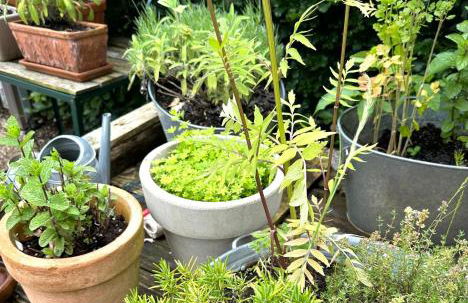 Cologne Country Lodge - Foto 47