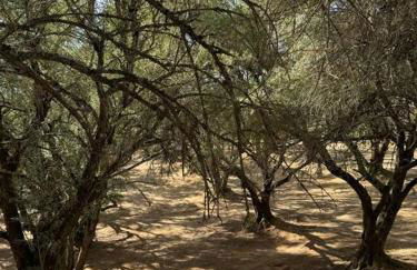 Trees of Heaven - Olive House - Foto 28