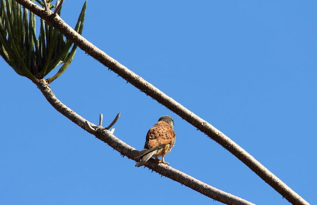 Caniço Bay Club - Foto 27
