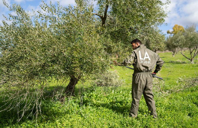 Visita a la finca LA Almazara con cata de aceites - Foto 6