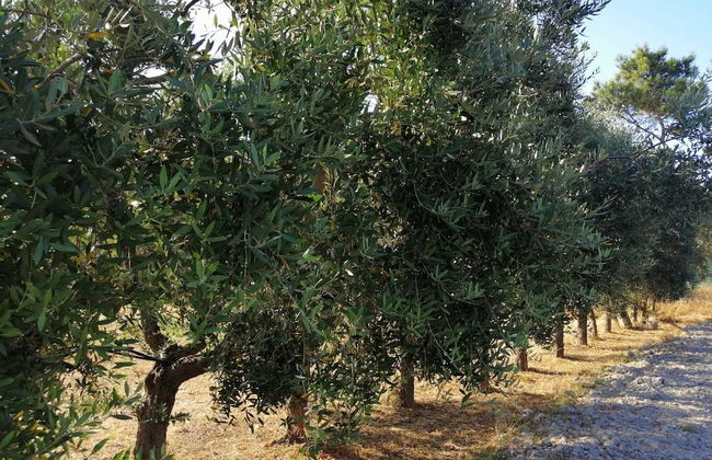 Relais Villa Gandoli - Photo 30