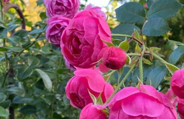 Ferienwohnung Elisabeth - Photo 22