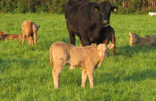 Knockninny Barn at Upper Lough Erne, County Fermanagh - Foto 42