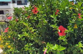 Atlantic View Tenerife South - Foto 17