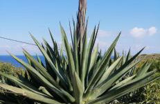 Rafina's BLUE HEART! Steps from the beach,2 min walk - Walk to Rafina main square 10 min, and Port about 15 min ! Ideal vacation base! - Foto 20