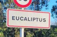 OFFI Eucaliptus - Foto 19