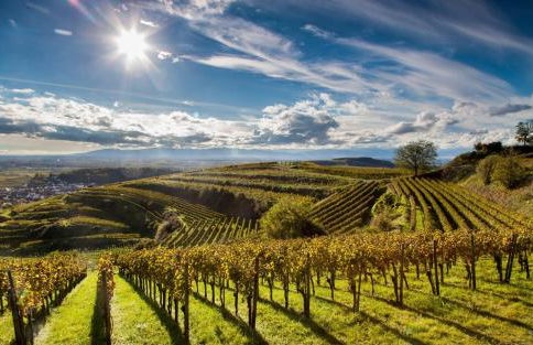 Gîte Mozart - Rez de jardin - Foto 9