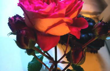 Rosen Garten Haus - Foto 1