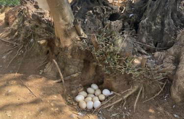 Casa Rural Los Menestrales - Foto 42