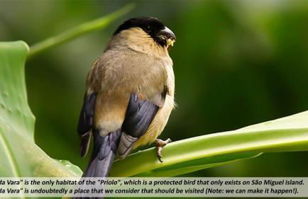 Cantinho da Ilha - Guest House - Photo 142