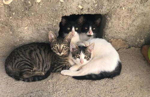 El Majuelo 2 - Foto 40