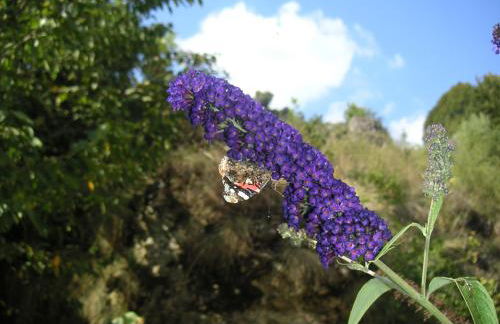 Natur-Aktiv-Hof Thiem - Foto 35