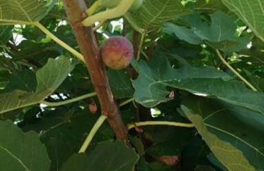 Agriturismo Nuvolino - Foto 20