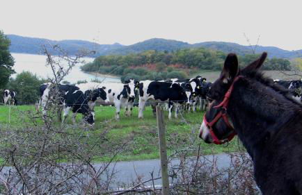 Agroturismo Atxarmin - Foto 16