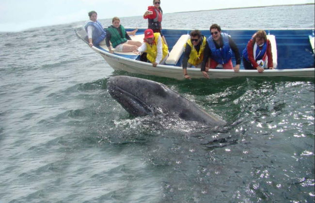 Magdalena Bay Whale Watching - Foto 7