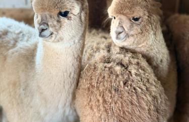 APARTAMENTY Adamcykówka blisko stoku Czorsztyn-Ski! Jacuzzi i Sauna w cenie! - Foto 1