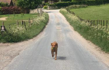 The Dog and Trout - Foto 26