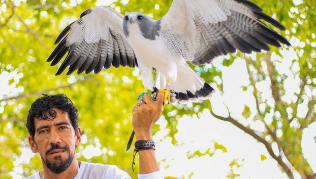 Observando uma demonstração de voo