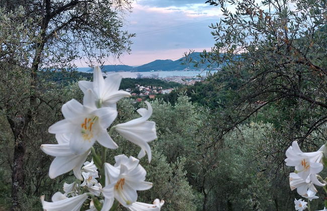 Oliva Azzurra - Foto 30