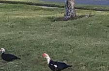 True Happiness, Housing Near Disney Word - Foto 71