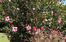 Canto dos Pássaros- Casa de campo em Gonçalves - Foto 21