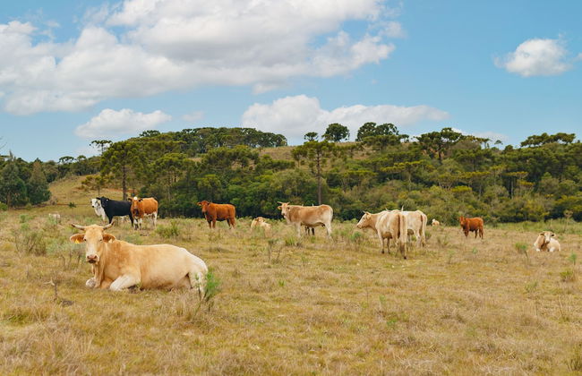 Cerro Azul Hotel Fazenda - Foto 69