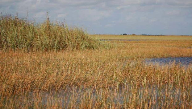 Paesaggi delle Everglades
