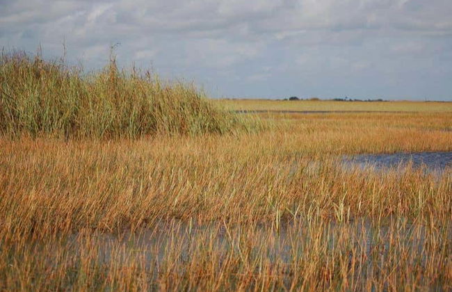 Excursión a los Everglades + Paseo en barco por Las Casas de los Famosos - Foto 4