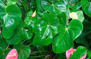 Chácara das Flores - Foto 19