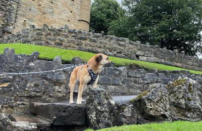 Sunflower Lodge, Lido Leisure Park, Knaresborough - Foto 25