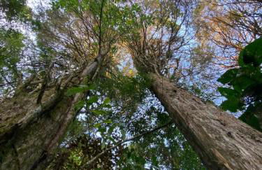 Casa Bambu Floresta Amada - Photo 27