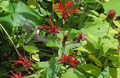 Deer Valley Retreat, Lovely Log Cabin with Fireplace & Garden Views- Perfect for a Relaxing Getaway! - Foto 15