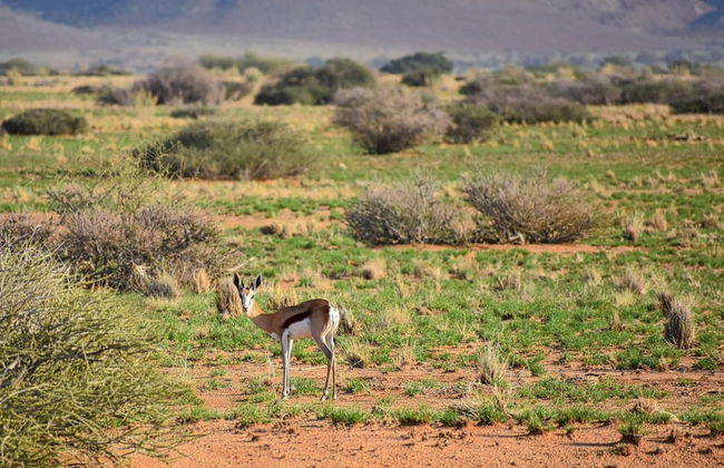 Solitaire Desert Farm - Foto 46