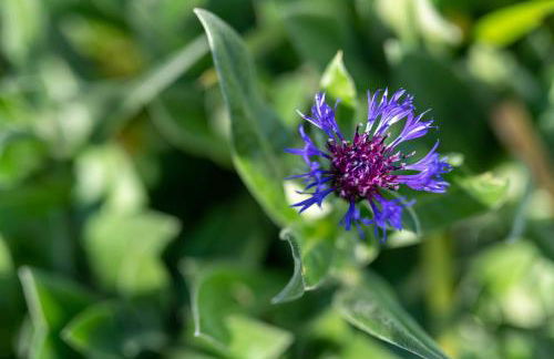 Maloca' Robretières - Photo 26