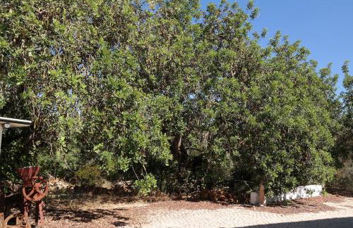 JB - Monte João Moleiro With Shared Pull - Photo 73