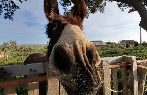 Masseria Agriturismo Moschella - Foto 5