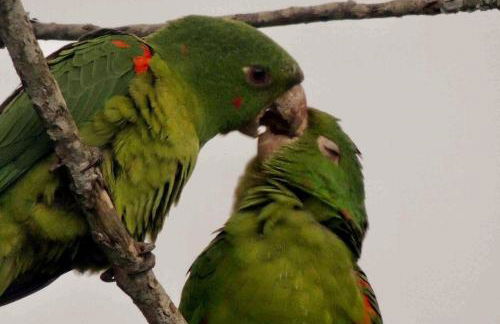 Chalé jeito de roça na Pedra Selada - Photo 26