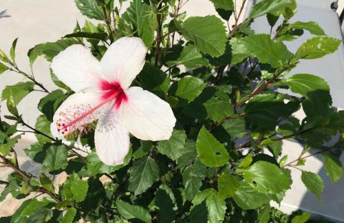 UTOPIA RESIDENCES Gaia House - Photo 26