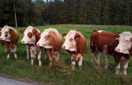 Ferienwohnung Elisabeth - Foto 26