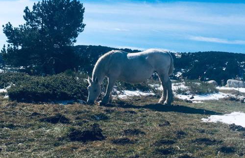LA PRADELLA BOLQUERE Pyrénéés 2000 - Foto 22