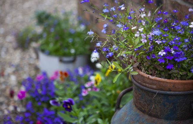 The Cherries - Photo 27