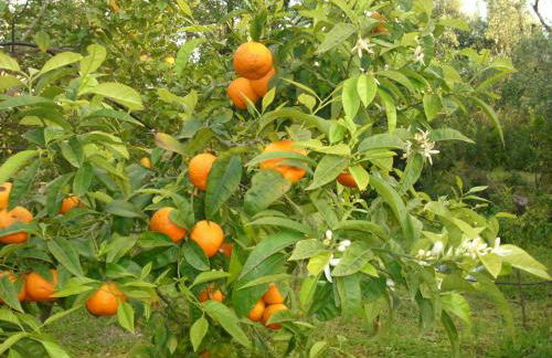 Dal Cavallaro - Foto 21