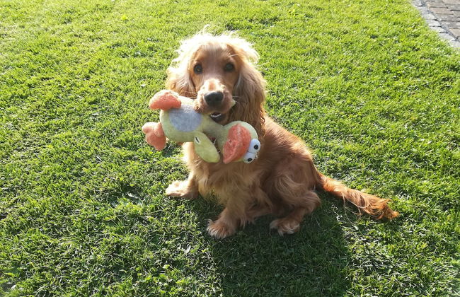 Wohnung in Silbecke mit Garten - Photo 10