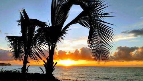 Pahoa Paradise Palms - Photo 1