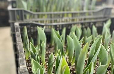 Luxury Farm Stay-Bonds Corner Bungalow-Wolf Pine Hollow - Foto 41